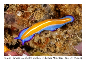 Susan's Flatworm