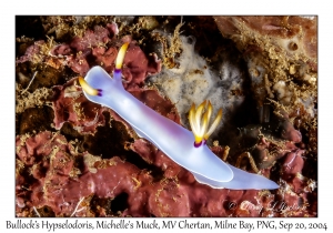 Bullock's Hypselodoris