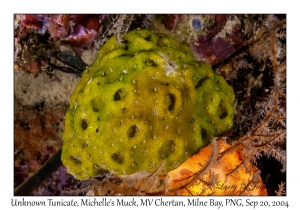 Unknown Tunicate