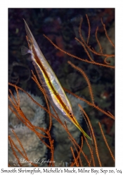 Smooth Shrimpfish