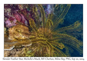 Slender Feather Star