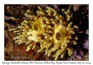 Sponge