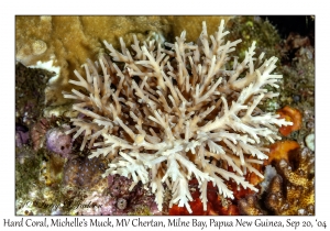 Hard Coral