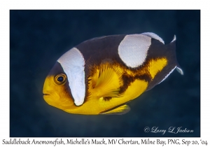 Saddleback Anemonefish