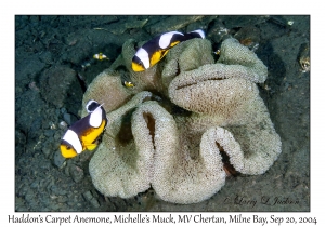 Haddon's Carpet Anemone