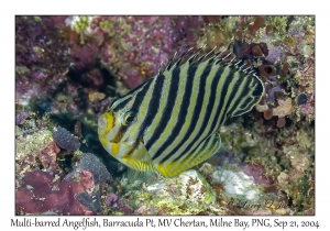 Multi-barred Angelfish