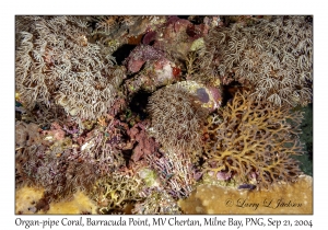 Organ-pipe Coral
