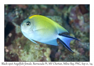 Black-spot Angelfish female