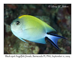 Black-spot Angelfish female