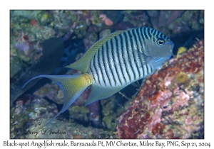 Black-spot Angelfish male
