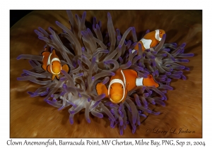 Clown Anemonefish