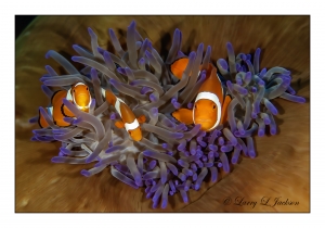 Clown Anemonefish