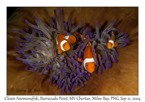 Clown Anemonefish