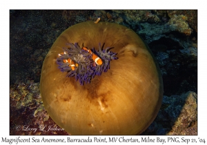 Magnificent Sea Anemone