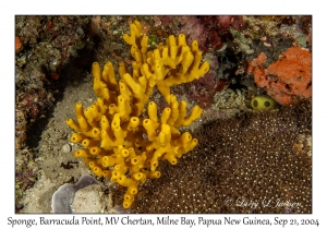 Sponge