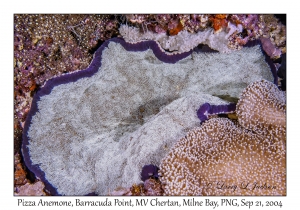 Pizza Anemone