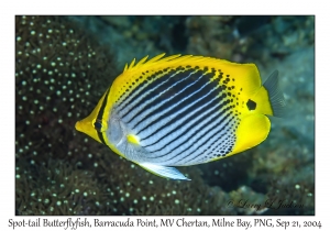 Spot-tail Butterflyfish