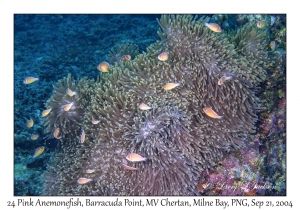 24 Pink Anemonefish