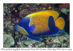 Blue-girdled Angelfish