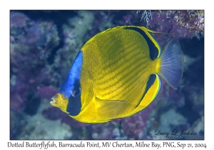 Dotted Butterflyfish