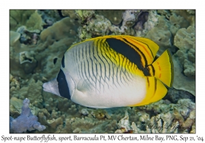 Spot-nape Butterflyfish sport