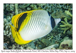 Spot-nape Butterflyfish