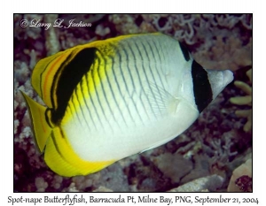 Spot-nape Butterflyfish