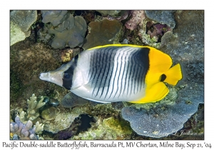 Pacific Double-saddle Butterflyfish