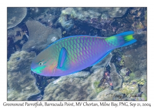 Greensnout Parrotfish