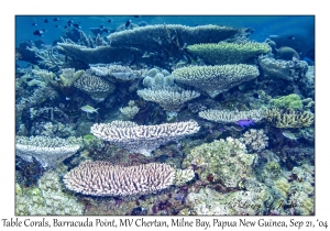 Table Corals