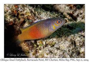 Oblique-lined Dottyback female