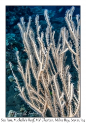 Sea Fan