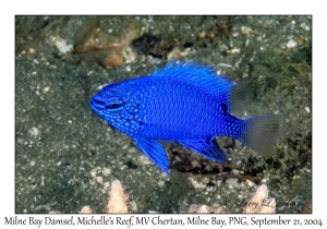 Milne Bay Damsel