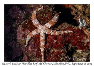 Watson's Sea Star
