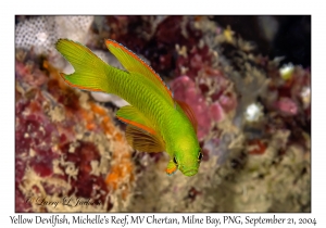 Yellow Devilfish