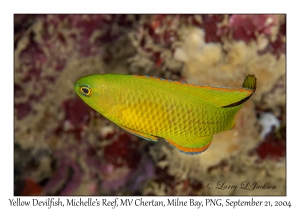 Yellow Devilfish