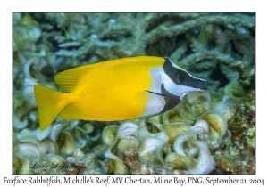Foxface Rabbitfish