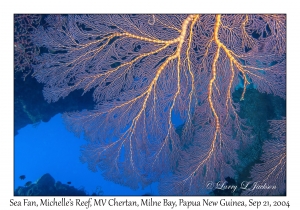 Sea Fan