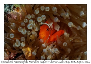 Spinecheek Anemonefish