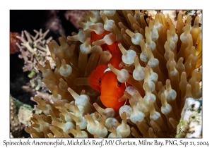 Spinecheek Anemonefish