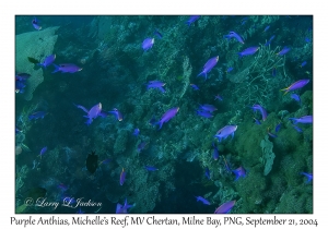 Purple Anthias