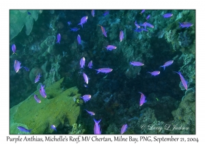 Purple Anthias