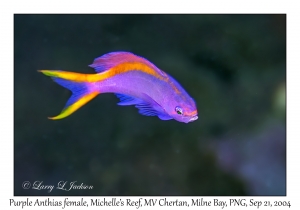 Purple Anthias female