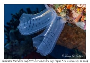 Tunicate