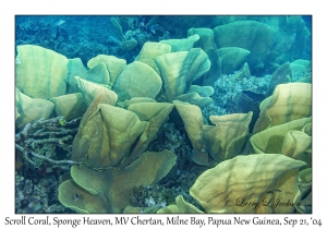 Scroll Coral