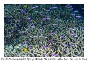 Purple Anthias juveniles