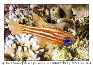 Splitband Cardinalfish