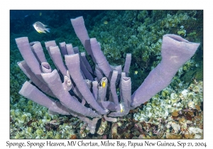 Sponge