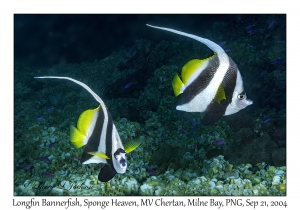 Longfin Bannerfish