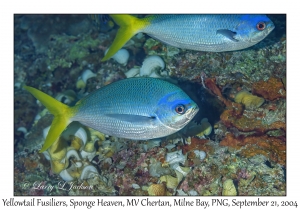 Yellowtail Fusilier